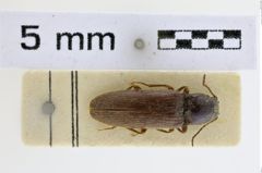 Foto (Dorsalansicht) von Megathous sedakovi (NHMW-ZOO-COL-0008965)